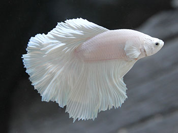 Betta Halfmoon White Platinium