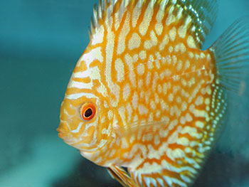 Discus Pigeon Yellow