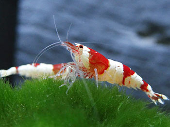 Caridina cf. cantonensis crystal red grade S